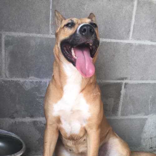 Midge (adoption pending)