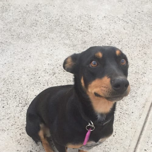Isabella **Adopted**