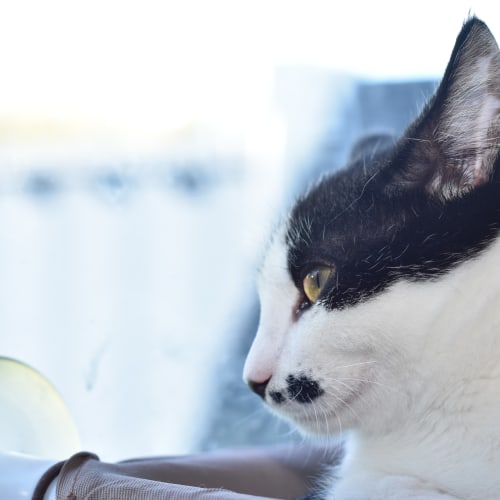 Charlie Chaplin **2nd Chance Cat Rescue**