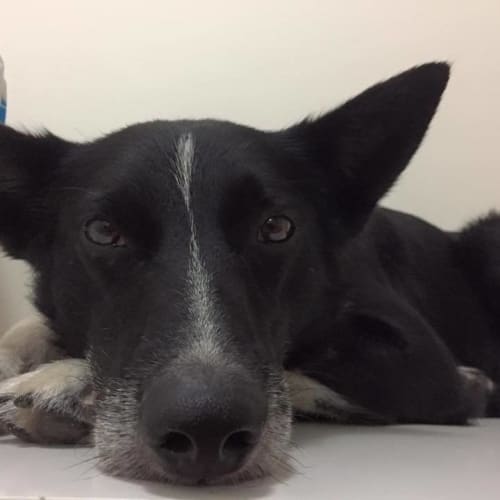 Radar (adoption pending)