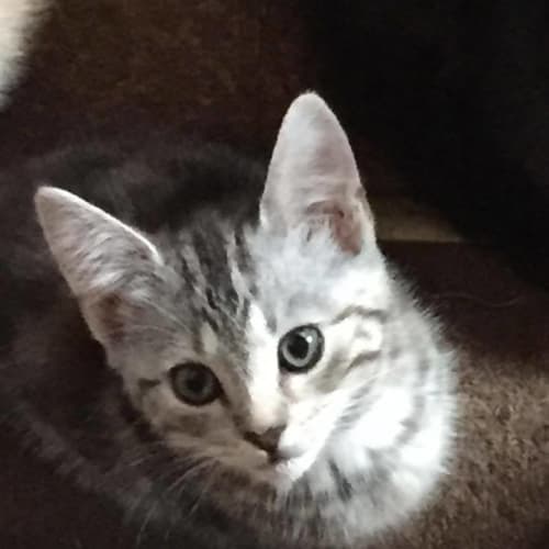 Crackle 💖 Sweetheart Kitten