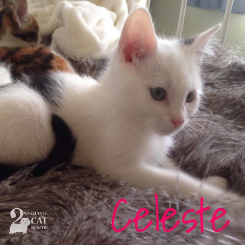 Celeste **2nd Chance Cat Rescue**