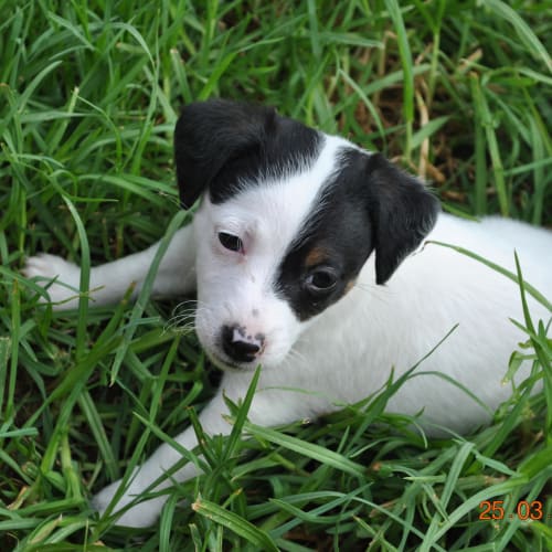 Jrt x puppies