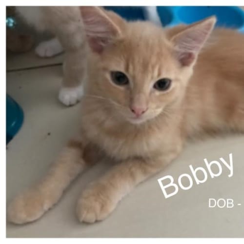 Bobby
