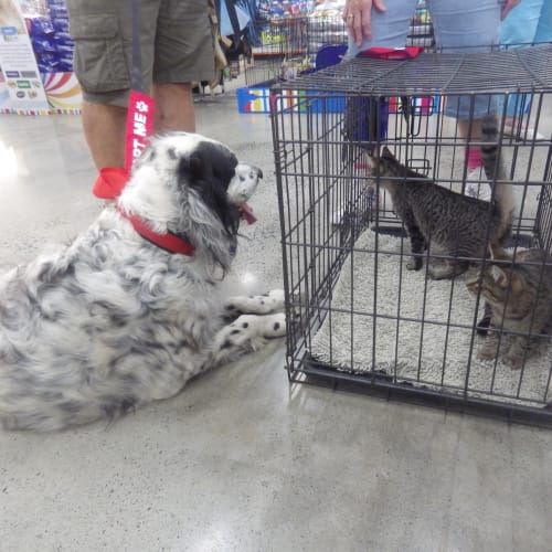 Coco the maltese and Ziggy English setter
