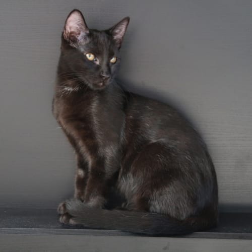 Flash - All black and super fast!