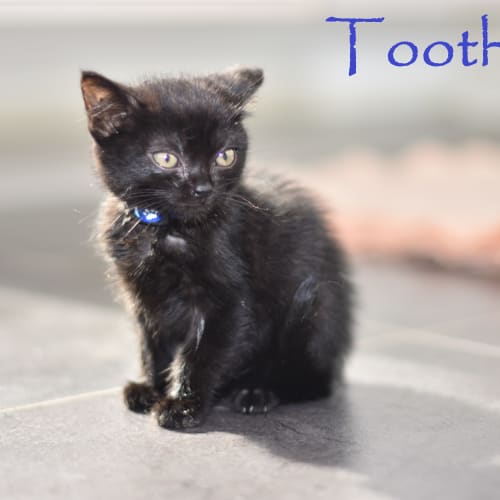 Toothless  ***2nd Chance Cat Rescue***