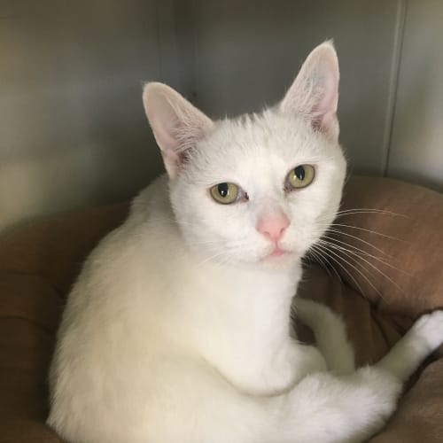 Angel ID36114
