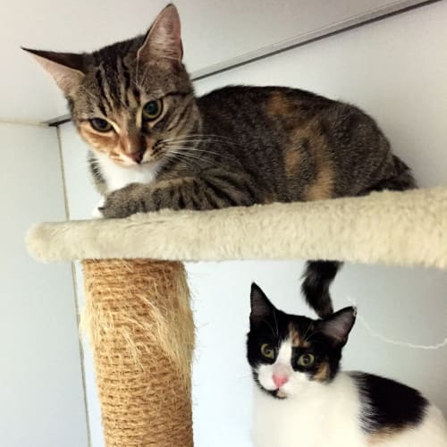 Susie & Marbles