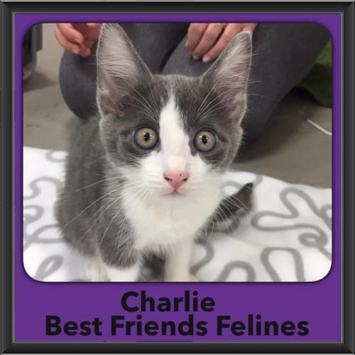 Charlie