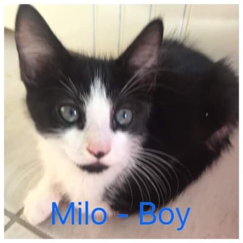 Milo