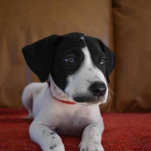 Meeko