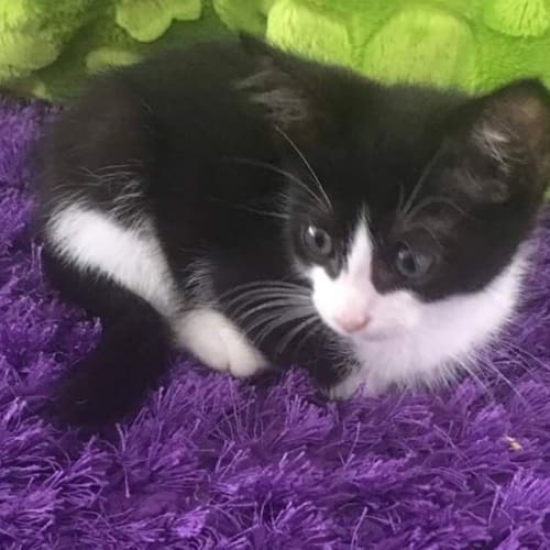 Sylvester