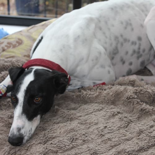 Ruby (On Trial 12 May)