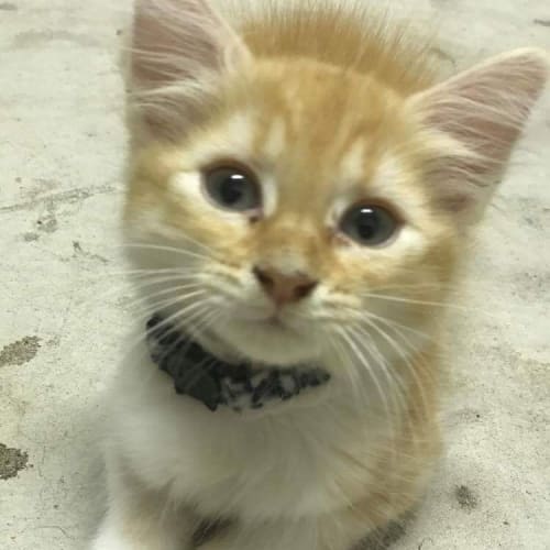 Nala