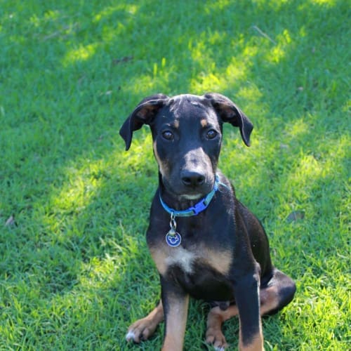 Odin