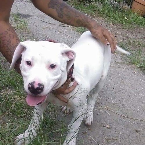 Diesel 