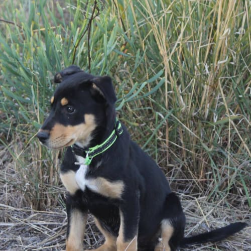 Puppy Luminara DL1573