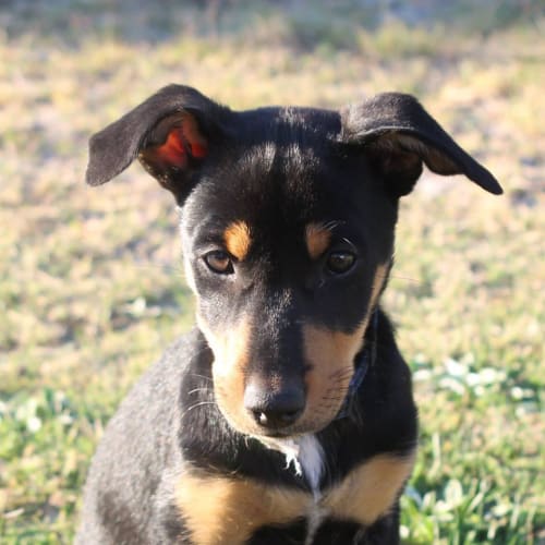 Puppy Padmé DL1575