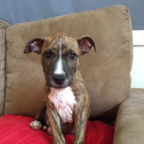 Boofy ~ cute Staffy x pup (pending adoption)