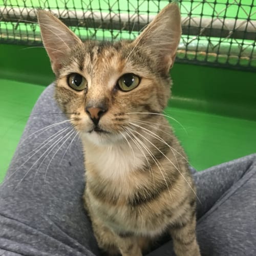 Mumma Tabitha ID35455