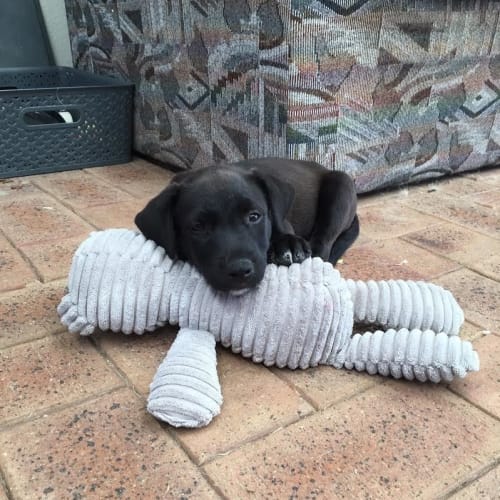 Puppy Bowie DL1594
