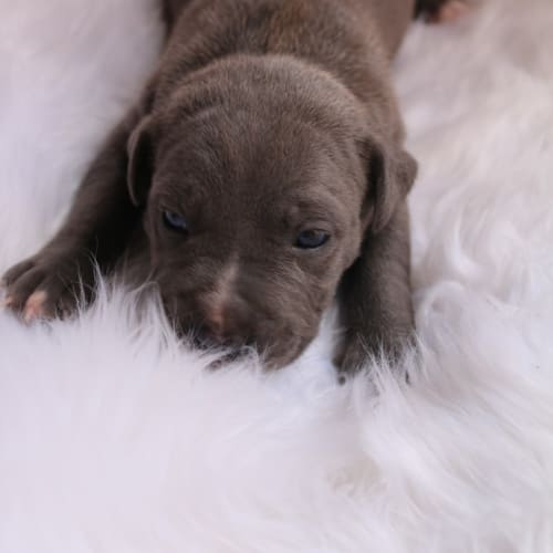 Sadie (adoption pending)