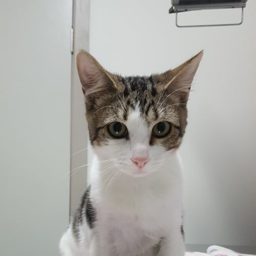 Flynn is Urgent from Canterbury Pound