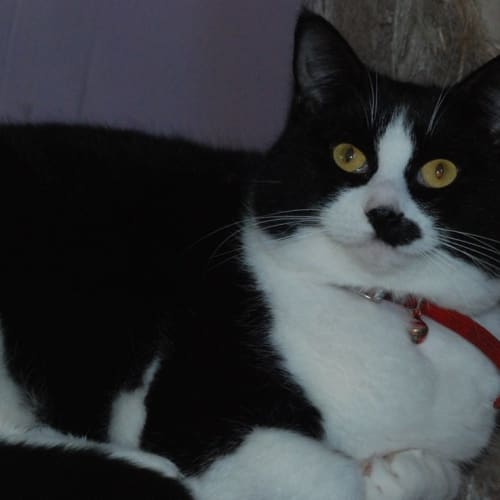 Jacqueline~Gentle sweetheart