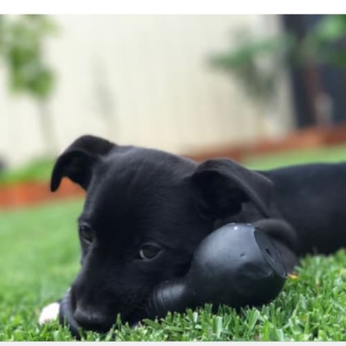 Gracie