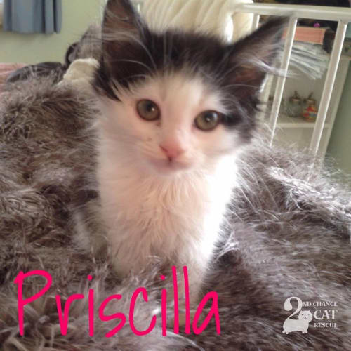 Priscilla *2nd Chance Cat Rescue*