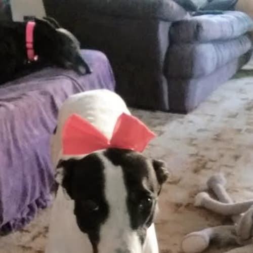 Laney ~ Greyhound, girl (on trial 17/02/7)