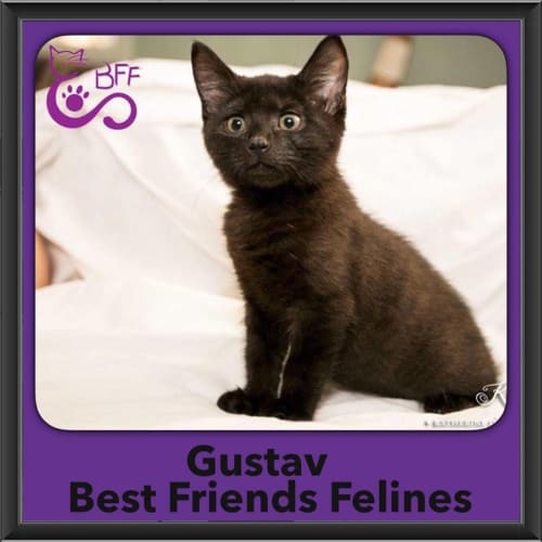 Gustav