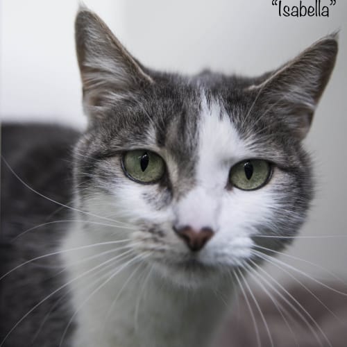 Isabella ID34066