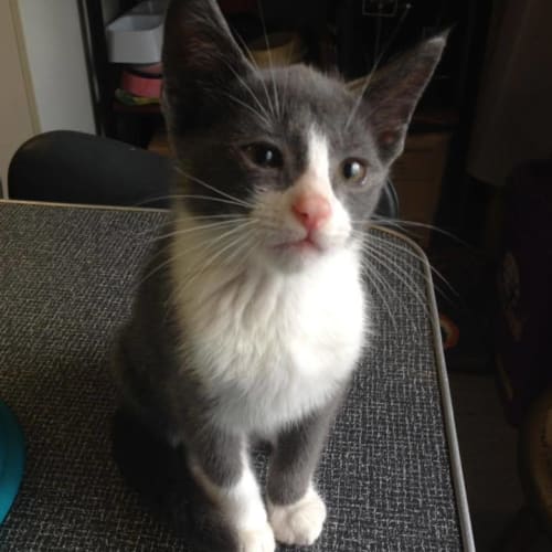 Grayson **2nd Chance Cat Rescue**