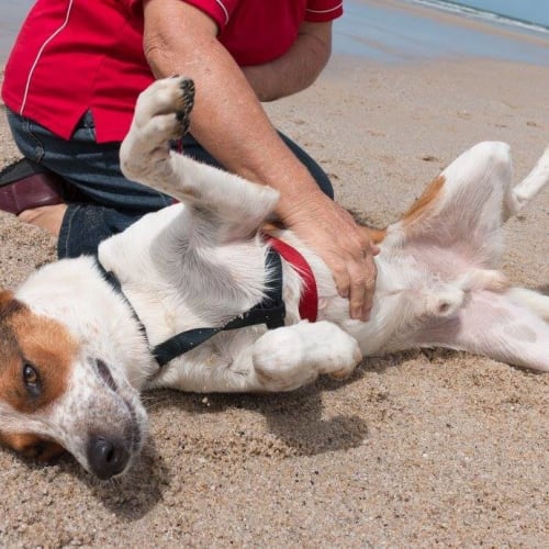 Lenny (adoption pending)