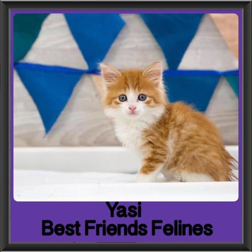 Yasi 