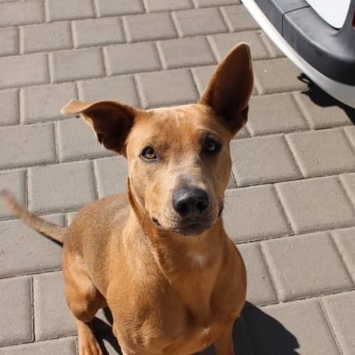 Zena DL1636