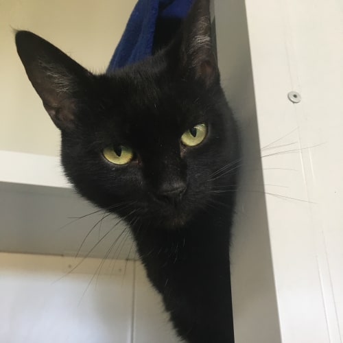 Elvira ID35194