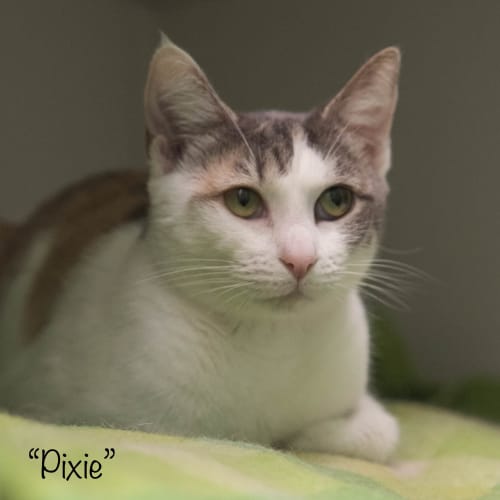 Pixie ID33680