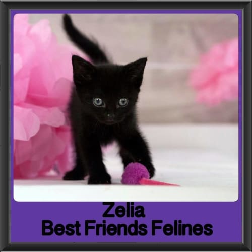 Zelia 