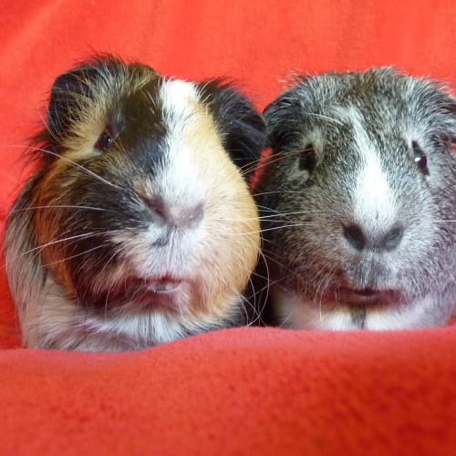 Benny and Jet