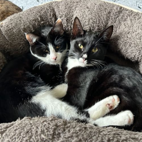 Helga - bonded with Ilse