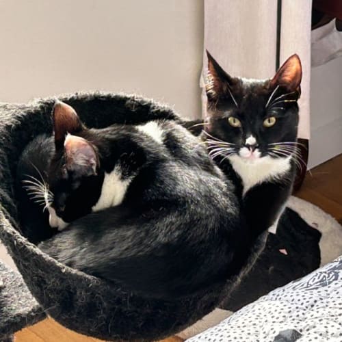 Ilse - bonded with Helga