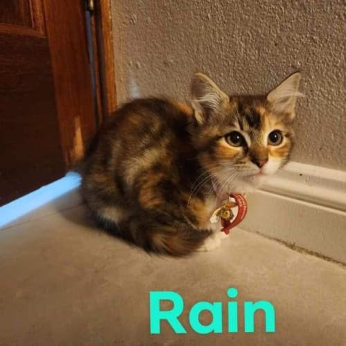 Rain
