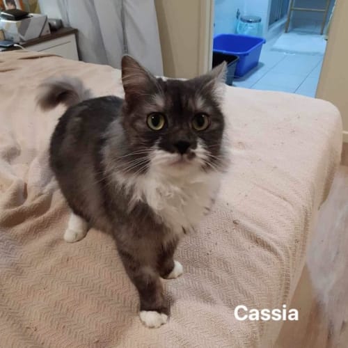 Cassia
