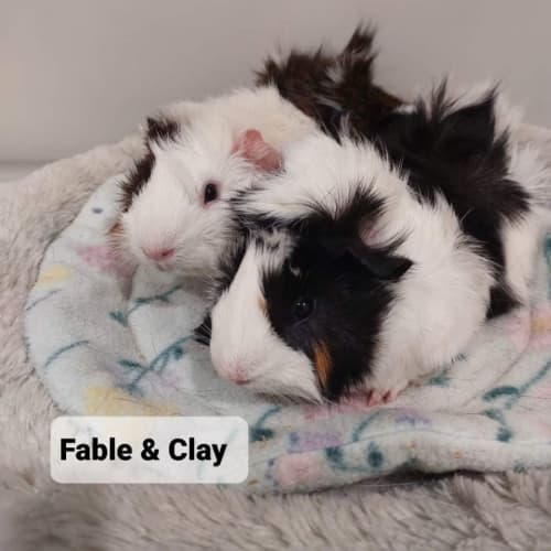 Fable &Clay