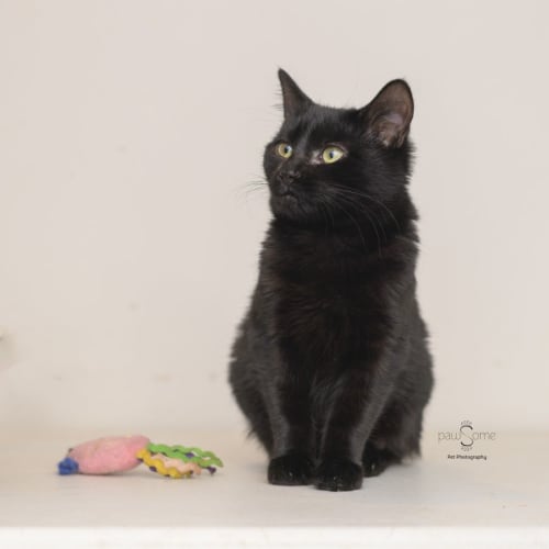 Maude **2nd Chance Cat Rescue**