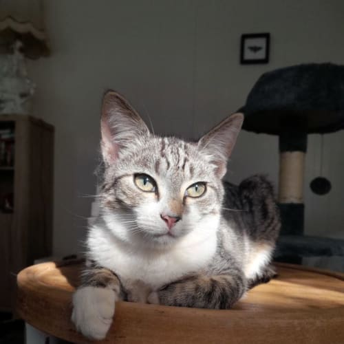 Jet