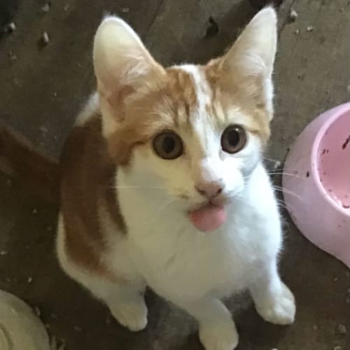 Flynn